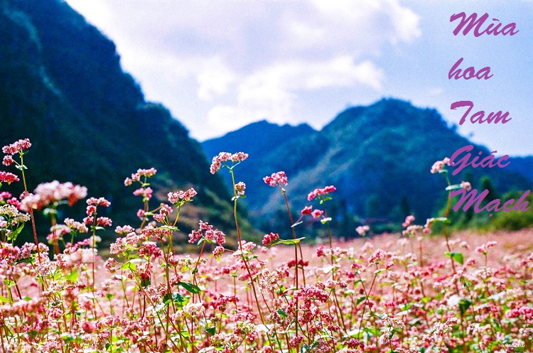 hoa-tam-giác-mạch