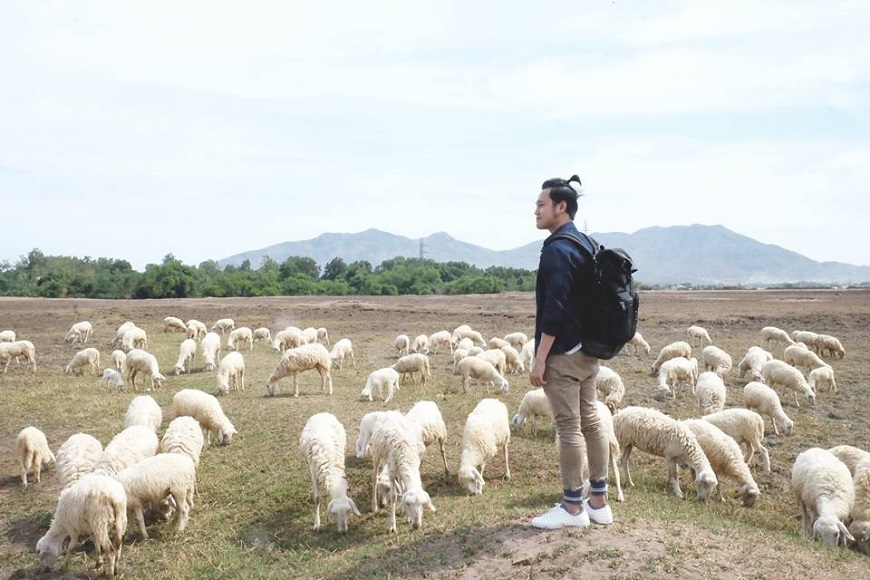 trại cừu